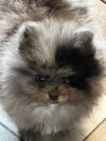 Teddy, a male Pomeranian for sale in Webb City, MO – Photo 8 of 9