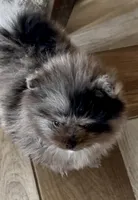 Teddy, a male Pomeranian for sale in Webb City, MO – Photo 5 of 9