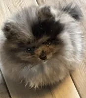 Teddy, a male Pomeranian for sale in Webb City, MO – Photo 3 of 9