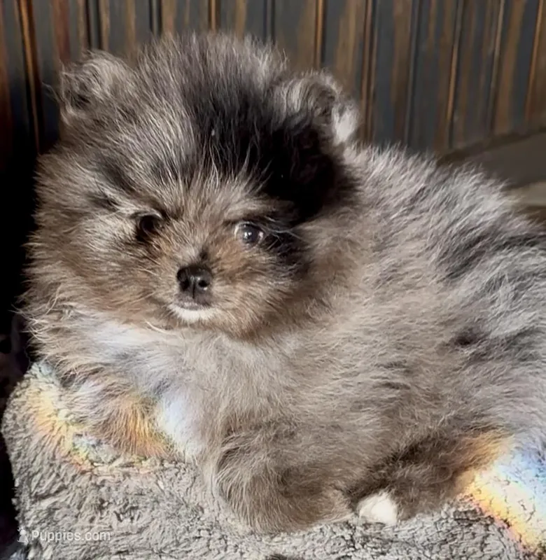 Teddy – Pomeranian puppy for sale in Webb City, MO