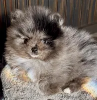 Teddy, a male Pomeranian for sale in Webb City, MO – Photo 2 of 9
