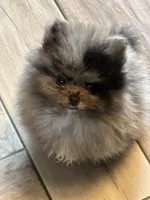 Teddy, a male Pomeranian for sale in Webb City, MO – Photo 7 of 9