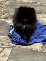 Teddy Blue, a male Pomeranian for sale in Webb City, MO – Photo 5 of 7