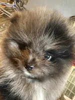 Teddy Blue, a male Pomeranian for sale in Webb City, MO – Photo 4 of 7