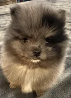 Teddy Blue, a male Pomeranian for sale in Webb City, MO – Photo 2 of 7