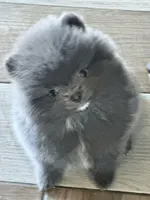 Blue Belle, a female Pomeranian for sale in Webb City, MO – Photo 3 of 7