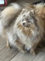 Blue Belle, a female Pomeranian for sale in Webb City, MO – Photo 7 of 7