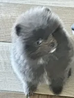 Blue Belle, a female Pomeranian for sale in Webb City, MO – Photo 2 of 7