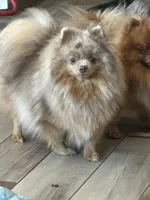 Blue Belle, a female Pomeranian for sale in Webb City, MO – Photo 5 of 7