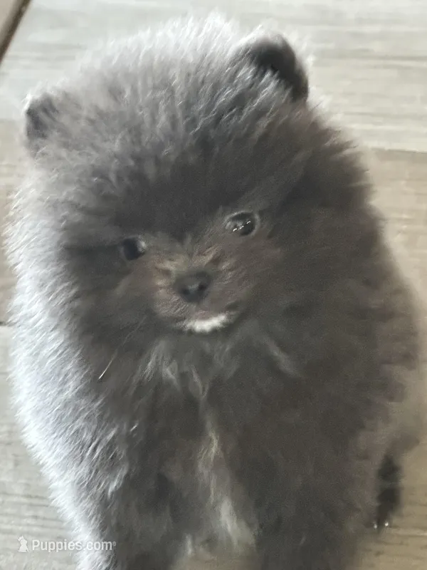 Blue Belle – Pomeranian puppy for sale in Webb City, MO
