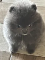 Blue Belle, a female Pomeranian for sale in Webb City, MO – Photo 4 of 7