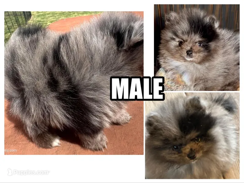 Teddy Blue  – Pomeranian puppy for sale in Webb City, MO