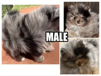 Teddy Blue , a male Pomeranian for sale in Webb City, MO – Photo 1 of 5