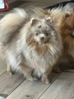 Teddy Blue , a male Pomeranian for sale in Webb City, MO – Photo 5 of 5