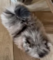 Teddy Blue , a male Pomeranian for sale in Webb City, MO – Photo 3 of 5