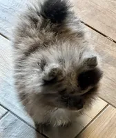 Teddy Blue , a male Pomeranian for sale in Webb City, MO – Photo 4 of 5