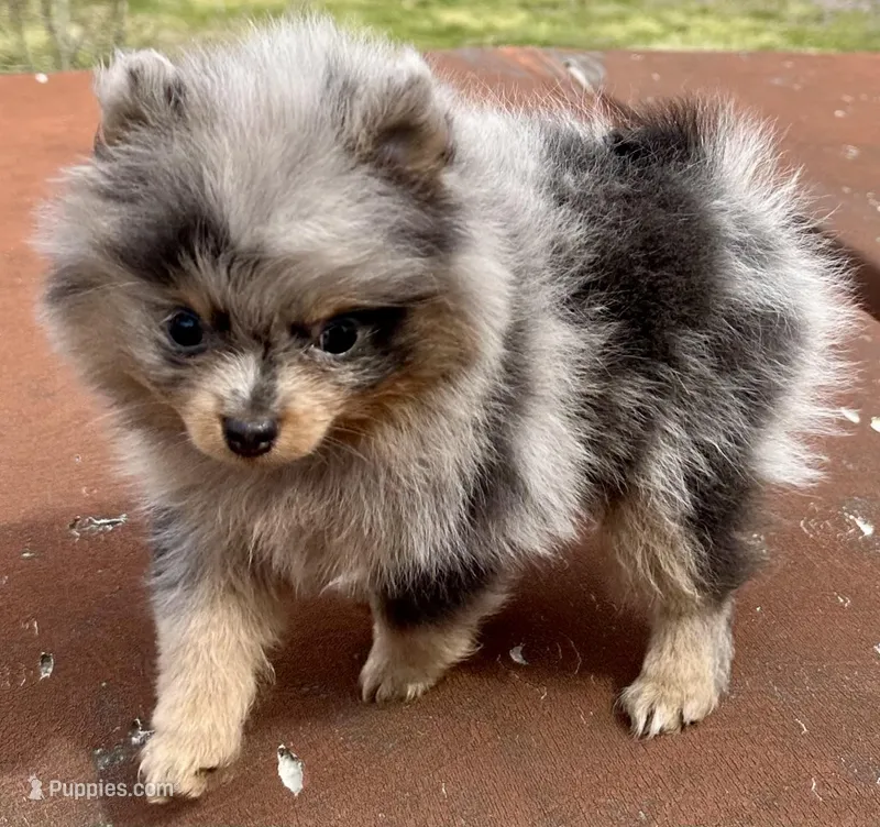 Diva Doll – Pomeranian puppy for sale in Webb City, MO