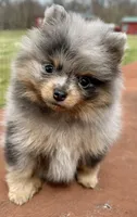 Diva Doll, a female Pomeranian for sale in Webb City, MO – Photo 3 of 6