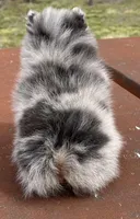 Diva Doll, a female Pomeranian for sale in Webb City, MO – Photo 2 of 6