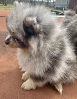 Diva Doll, a female Pomeranian for sale in Webb City, MO – Photo 4 of 6
