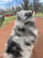 Diva Doll, a female Pomeranian for sale in Webb City, MO – Photo 6 of 6