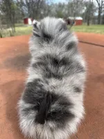 Diva Doll, a female Pomeranian for sale in Webb City, MO – Photo 5 of 6