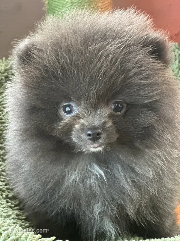 Tiny – Pomeranian puppy for sale in Webb City, MO