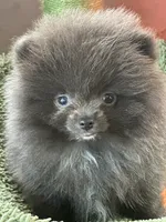 Tiny, a male Pomeranian for sale in Webb City, MO – Photo 1 of 7