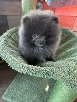 Tiny, a male Pomeranian for sale in Webb City, MO – Photo 6 of 7