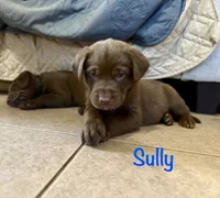 Sully, a male Labrador Retriever for sale in Hope Mills, NC – 2 of 3