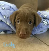 Lucky, a female Labrador Retriever for sale in Hope Mills, NC – 1 of 7