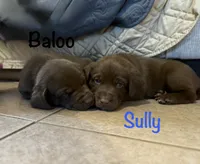 Sully, a male Labrador Retriever for sale in Hope Mills, NC – 3 of 3