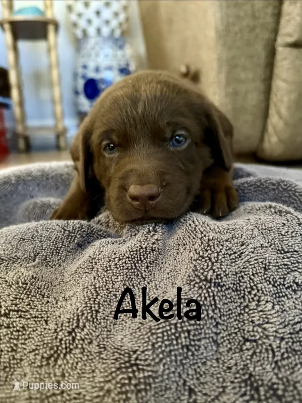 Akela – Labrador Retriever puppy for sale in Hope Mills, NC