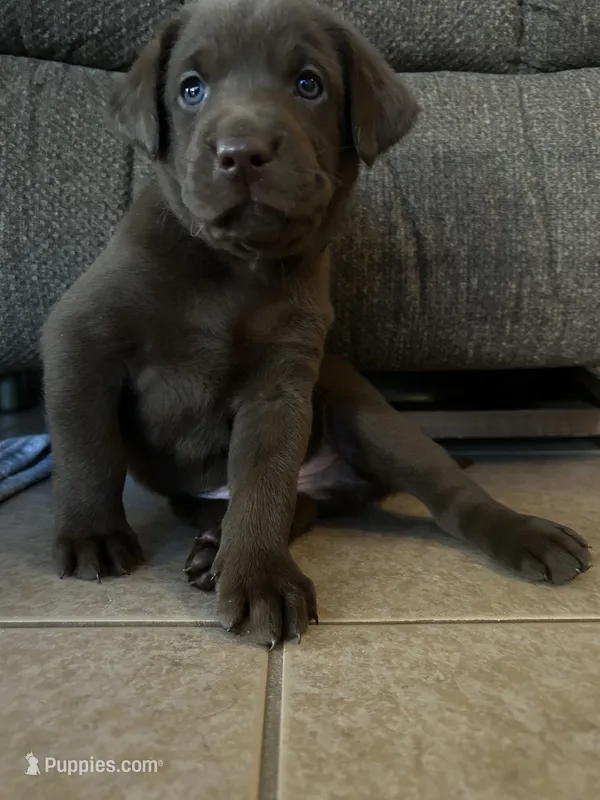 Baloo – Labrador Retriever puppy for sale in Hope Mills, NC