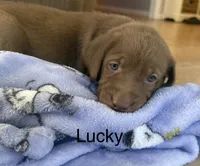 Lucky, a female Labrador Retriever for sale in Hope Mills, NC – 2 of 7