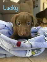 Lucky, a female Labrador Retriever for sale in Hope Mills, NC – 7 of 7