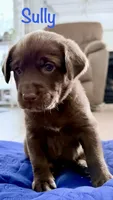 Sully, a male Labrador Retriever for sale in Hope Mills, NC – 1 of 3