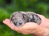 Black Collar (Glacier), a male Goldendoodle for sale in Granite Falls, NC – 2 of 2