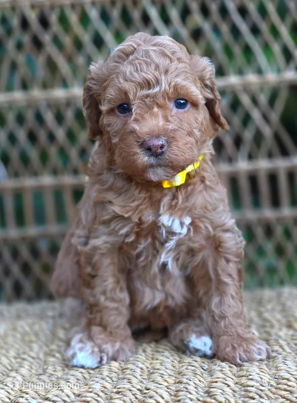 (Yellow Collar) Rain  – Miniature Goldendoodle puppy for sale in Granite Falls, NC
