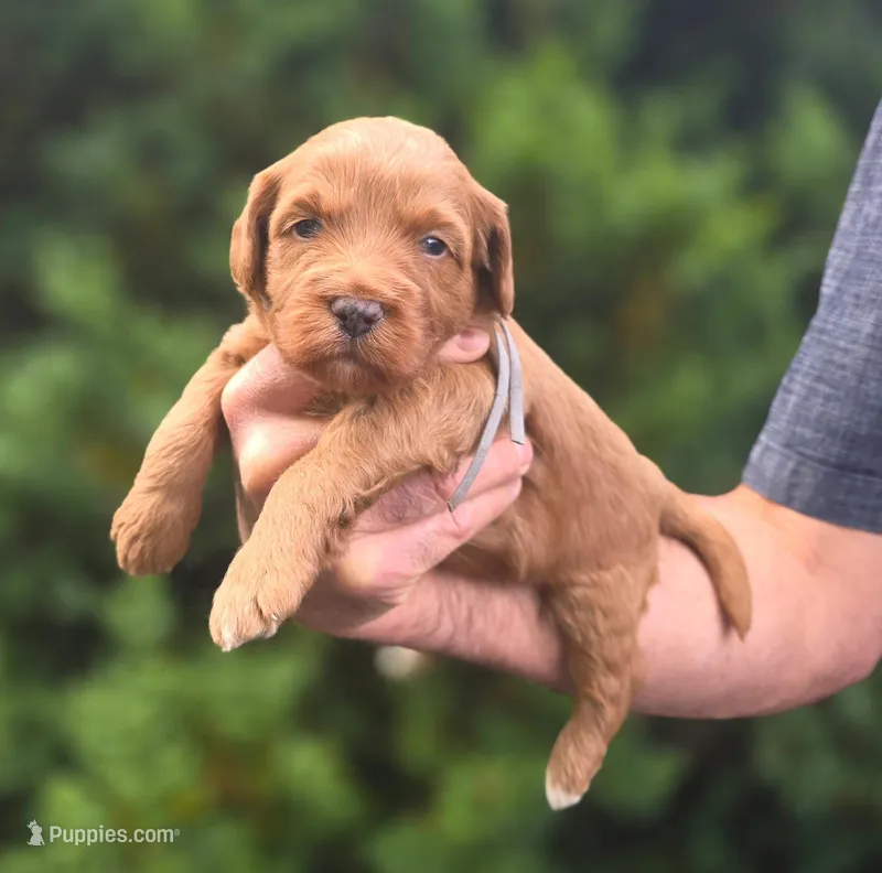 (Grey Collar) Cosmos  – Miniature Goldendoodle puppy for sale in Granite Falls, NC
