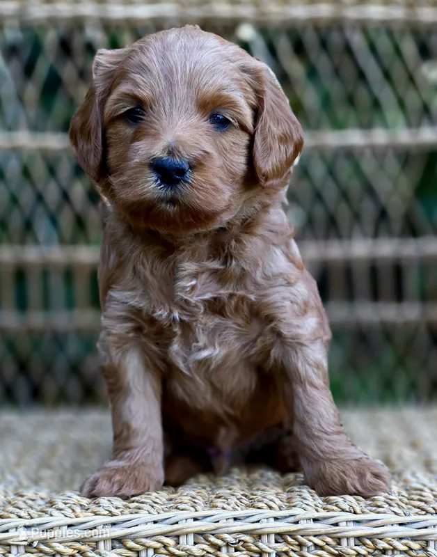 (Green Collar) Boots – Miniature Goldendoodle puppy for sale in Granite Falls, NC