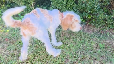 Bonnet , a female Labradoodle for sale in Granite Falls, NC – 7 of 7