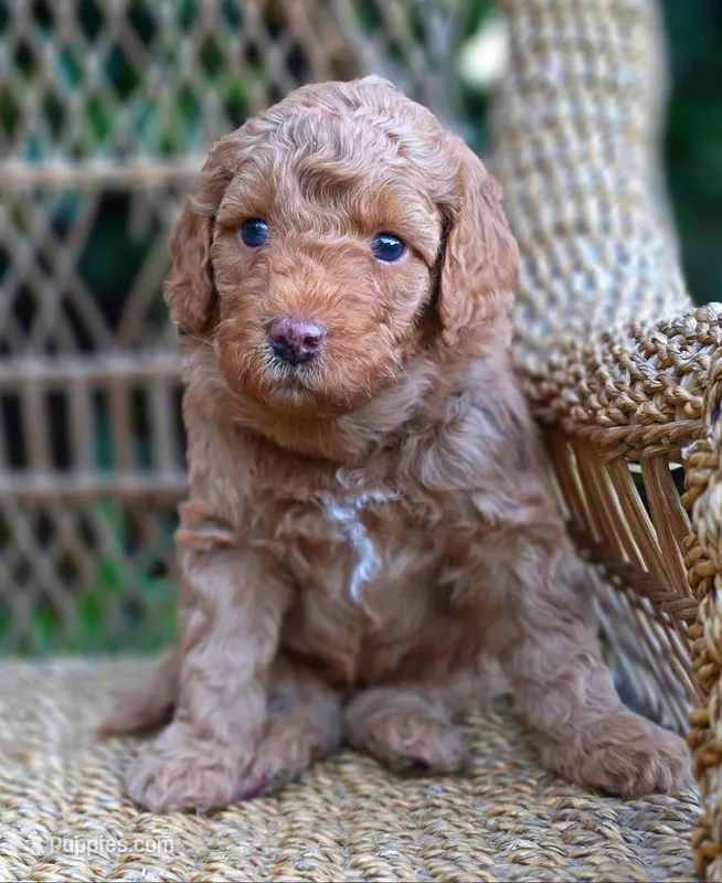 (Red Collar) Puddle  – Miniature Goldendoodle puppy for sale in Granite Falls, NC