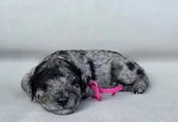 Pink Collar 🩷, a female Goldendoodle for sale in Granite Falls, NC – 1 of 3