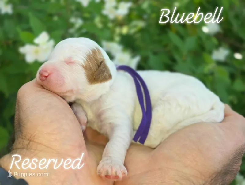 (Purple Collar) Bluebell  – Miniature Goldendoodle puppy on hold in Granite Falls, NC