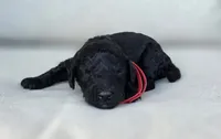 Red Collar (Smoky), a male Goldendoodle for sale in Granite Falls, NC – 2 of 3