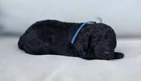 Blue  Collar (Denali), a male Goldendoodle for sale in Granite Falls, NC – 2 of 2