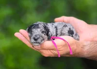 Pink Collar 🩷, a female Goldendoodle for sale in Granite Falls, NC – 3 of 3