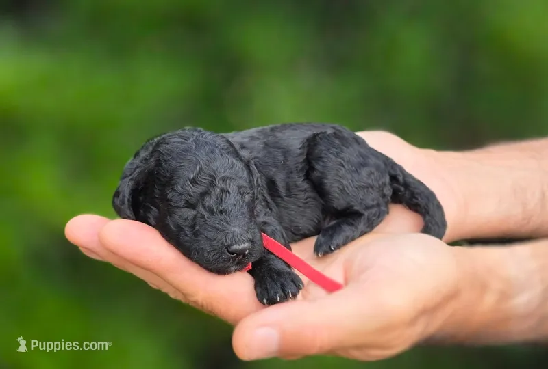 Red Collar ❤️ – Goldendoodle puppy for sale in Granite Falls, NC