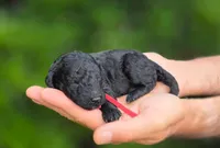 Red Collar (Smoky), a male Goldendoodle for sale in Granite Falls, NC – 1 of 3